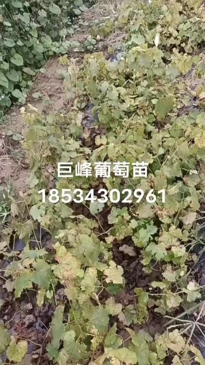出售早熟巨峰葡萄苗。药用连翘苗，科研五号优质种苗，2/5年苗，药用连翘树，挂果树，全国包邮到家！财富密码18534302961