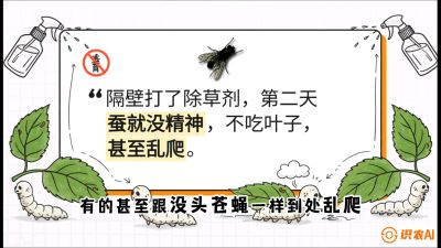 第05节：养蚕人的&ldquo;排雷战&rdquo;&mdash;&mdash;除草剂的生死禁忌，课程：《桑海淘金：桑树高产与蚕桑安全进阶实战课》