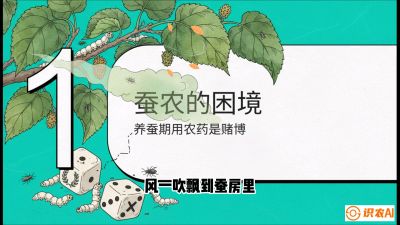 第06节：虫口夺叶（上）&mdash;&mdash;物理与生物防控绝技，课程《桑海淘金：桑树高产与蚕桑安全进阶实战课》