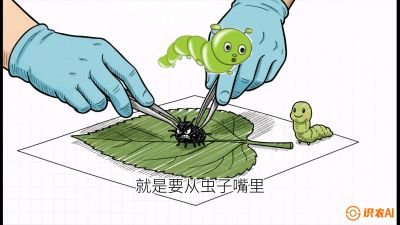 第07节：虫口夺叶（下）&mdash;&mdash;不得不打药时的&ldquo;解毒术&rdquo;，课程：《桑海淘金：桑树高产与蚕桑安全进阶实战课》