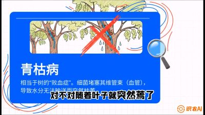 第08节：看不见的杀手&mdash;&mdash;青枯病与萎缩病，课程：《桑海淘金：桑树高产与蚕桑安全进阶实战课》