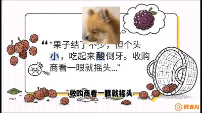 第10节：甜蜜的科学&mdash;&mdash;膨大、增甜与转色，课程：《桑海淘金：桑树高产与蚕桑安全进阶实战课》