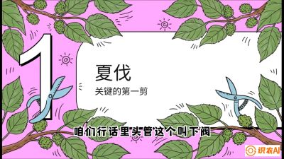 第11节：叶果双收&mdash;&mdash;特殊的夏伐与冬伐，课程：《桑海淘金：桑树高产与蚕桑安全进阶实战课》