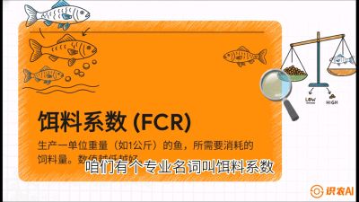 第五节：【高端单品&middot;鳜鱼】&ldquo;饲料鳜&rdquo;技术：打破吃活饵的高成本魔咒，课程：《黄金鳞甲：2025中国淡水鱼高效养殖实战营》