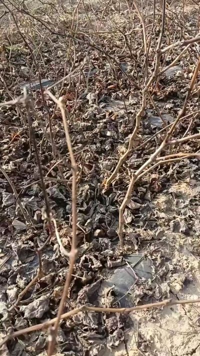 户太八号葡萄苗，一年扦插苗，需要联系，全国包邮到家。18534302961