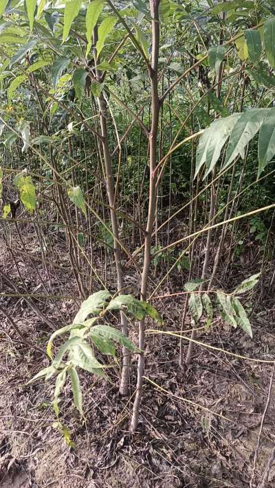 臭椿树苗，一年苗，需要联系我