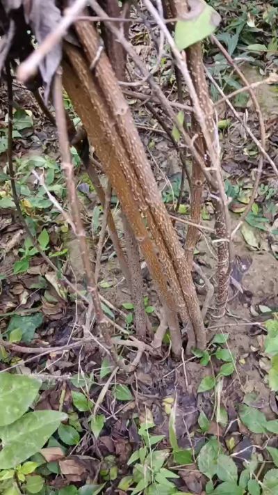 出售药用连翘苗，科研五号优质种苗，2/5年苗，药用连翘树，挂果树，全国包邮到家！财富密码18534302961出售药用连翘苗，科研五号优质种苗，2/5年苗，药用连翘树，挂果树，全国包邮到家！财富密码1