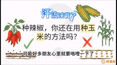 第1节：【品种定江山】工业辣椒vs小米辣：底肥公式与密度陷阱的&ldquo;百万生意经&rdquo;，课程：《辣椒种植实战特训营，从工业辣椒到精品小米辣，教你如何把&ldquo;草&rdquo;种成&ldquo;金&rdquo;》