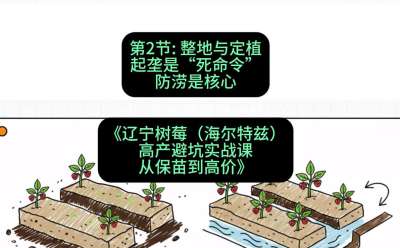 第二节： 整地与定植&mdash;&mdash;起垄是&ldquo;死命令&rdquo;，防涝是核心，课程：《辽宁树莓（海尔特兹）高产避坑实战课：从保苗到高价》