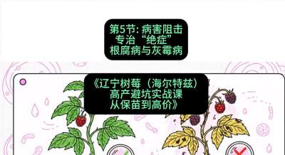 第五节： 病害阻击&mdash;&mdash;专治&ldquo;绝症&rdquo;根腐病与灰霉病，课程：《辽宁树莓（海尔特兹）高产避坑实战课：从保苗到高价》