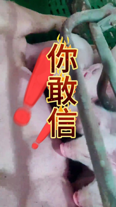 小猪抢不到奶，干瘦不长肉？成活率总上不去？😭
自从用上南商农科这款仔猪补奶机，再也没这烦恼！
✅ 一键设置下料参数，新手也能上手
✅ 恒温补奶，小猪抢着喝，长势超均匀
从车间精工组装到猪场落地使用，每