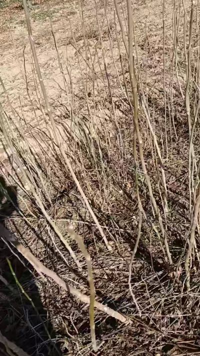 出售臭椿苗，巨峰葡萄苗。药用连翘苗，科研五号优质种苗，2/5年苗，药用连翘树，挂果树，全国包邮到家！财富密码18534302961