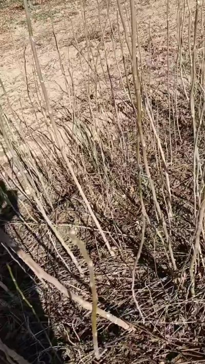 出售臭椿苗，巨峰葡萄苗。药用连翘苗，科研五号优质种苗，2/5年苗，药用连翘树，挂果树，全国包邮到家！财富密码18534302961