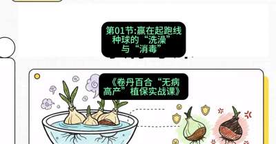 第01节：赢在起跑线&mdash;&mdash;种球的&ldquo;洗澡&rdquo;与&ldquo;消毒&rdquo;，课程：《卷丹百合&ldquo;无病高产&rdquo;植保实战课》#识农AI