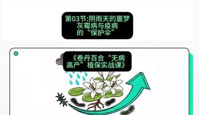 第03节：阴雨天的噩梦&mdash;&mdash;灰霉病与疫病的&ldquo;保护伞&rdquo;，课程：《卷丹百合&ldquo;无病高产&rdquo;植保实战课》#识农AI