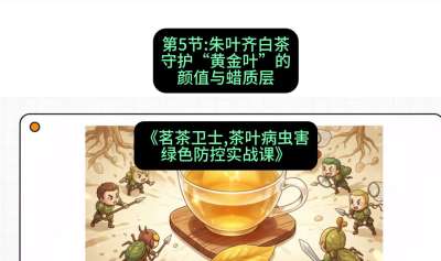 第05节：朱叶齐白茶&mdash;&mdash;守护&ldquo;黄金叶&rdquo;的颜值与蜡质层（重点），课程：《茗茶卫士&mdash;&mdash;茶叶病虫害绿色防控实战课》#识农AI