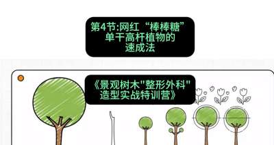 第04节：网红&ldquo;棒棒糖&rdquo;&mdash;&mdash;单干高杆植物的速成法，课程：《景观树木&ldquo;整形外科&rdquo;造型实战特训营》#识农AI