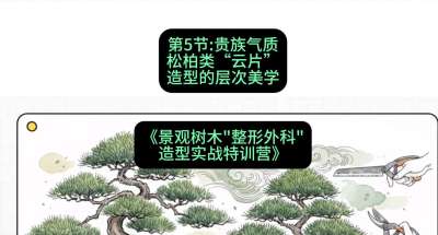 第05节：贵族气质&mdash;&mdash;松柏类&ldquo;云片&rdquo;造型的层次美学，课程：《景观树木&ldquo;整形外科&rdquo;造型实战特训营》#识农AI