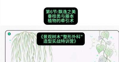 第06节：飘逸之美&mdash;&mdash;垂枝类与藤本植物的牵引术，课程：《景观树木&ldquo;整形外科&rdquo;造型实战特训营》#识农AI