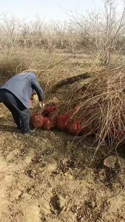 出售药用连翘苗，科研五号优质种苗，2/5年苗，药用连翘树，挂果树，全国包邮到家！财富密码18534302961出售药用连翘苗，科研五号优质种苗，2/5年苗，药用连翘树，挂果树，全国包邮到家！财富密码1