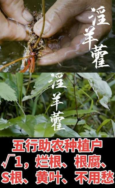 177，1907，0725，V 同号
1  老乡们！种淫羊藿不用乱买肥，咱这款专用肥，针对淫羊藿习性配的，壮苗防烂根，采收多卖钱，用过都回头！
2  咱种淫羊藿图的就是省心高产！专用肥薄肥勤施，苗不烧