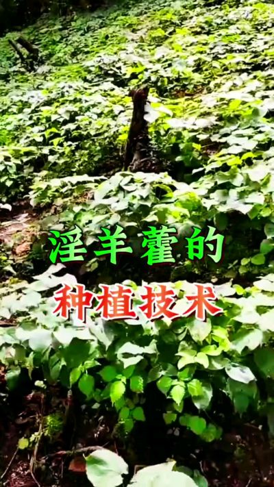 揭秘&ldquo;仙草&rdquo;淫羊藿的种植密码！耐严寒耐贫瘠，林下套种不占耕地，管理简单还能套种其他作物，一亩地的投入两亩地的收益～ 想返乡创业的赶紧码住！ #淫羊藿种植技术 #返乡创业项目 #药材种植指南 #农业新风