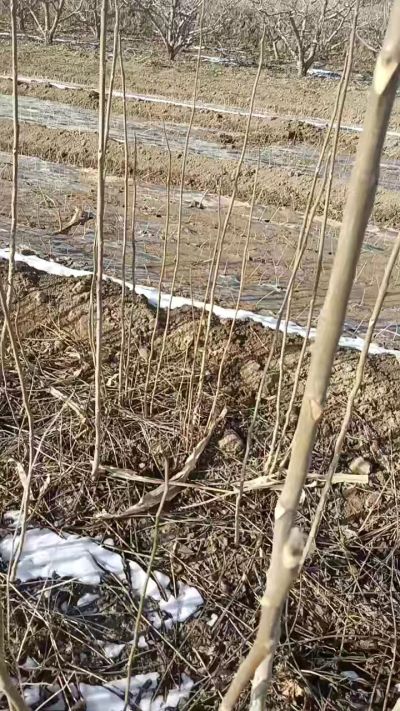 臭椿苗，一年苗，需要联系我，全国包邮到家。18534302961