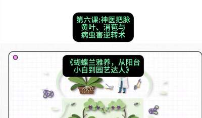 第六节：神医把脉：黄叶、消苞与病虫害逆转术，课程：《蝴蝶兰雅养六讲：从阳台小白到园艺达人》#识农AI