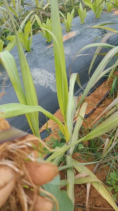 黑甘蔗种植下去，三个月。第一次追肥，