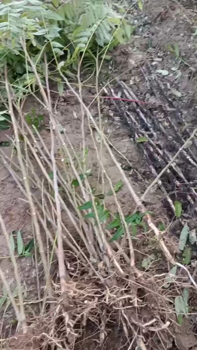 出售臭椿苗，巨峰葡萄苗。药用连翘苗，科研五号优质种苗，2/5年苗，药用连翘树，挂果树，全国包邮到家！财富密码18534302961