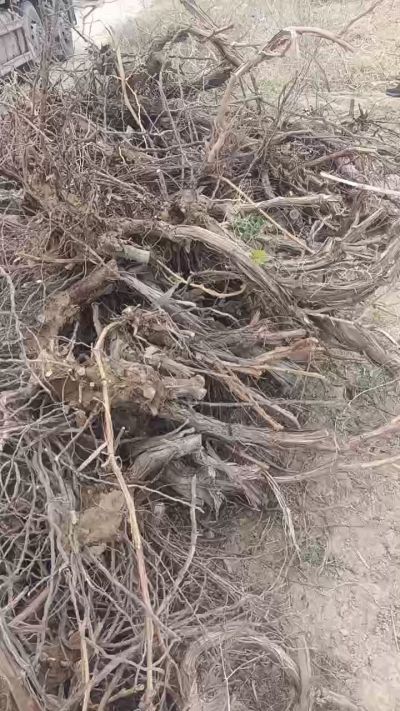 巨峰葡萄树，地径3/6公分，需要联系